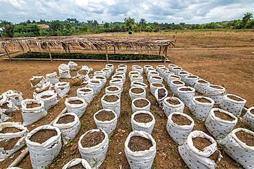 Rows of soil in bags are lined up on a farm in Ganta, Liberia