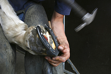 Farrier at work