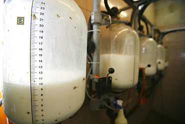 dairy farm in the netherlands.