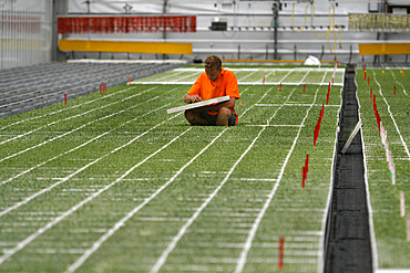 germination of seeds in glasshouses