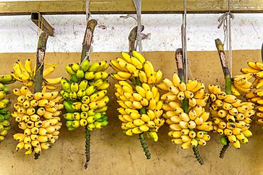 Bundles of bananas hung for sale at outdoor market, Rwanda Farmers Market, in Rwanda