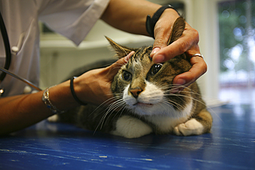 animal doctor at work in her clinic.