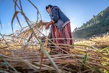 A woman harvesting barley near Ankober, Ethiopia.