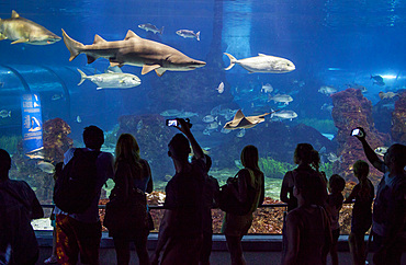 sharks in an aquarium, L'Aquarium, Moll D'Espana, Barcelona, Catalonia, Spain