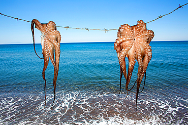 squid on the menu in Greece