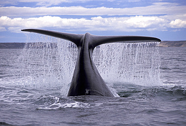 Southern Right Whale