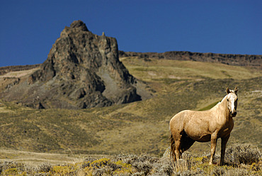 Road to Monte Zeballos near Los Antiguos, Province of Santa Cruz, Patagonia, Argentina, South America