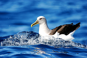 A Buller's Albatross rests on the water off the coast of Wollongong, New South Wales, Australia