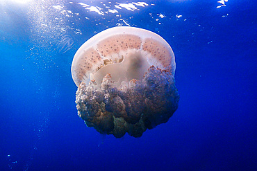 Medusa Jellyfish inside Jardines de la Reina Marine Reserve, Cuba