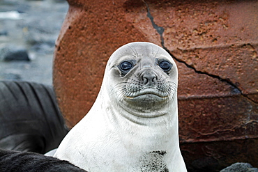 A Southern Elephant Seal pup rests near trypots on Corinthian Bay, Heard Island, Antarctica