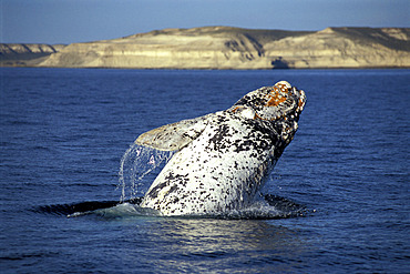 Leaping Southern Right Whale, (Eubalaena australis), Golfo Nuevo, Chubut, Patagonia, Argentina