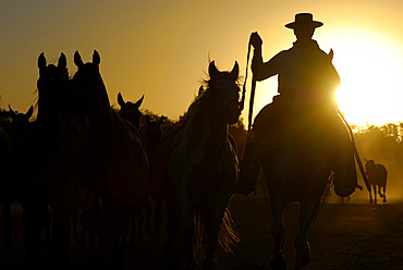 Fiesta de la Tradicion, San Antonio de Areco, Provincia de Buenos Aires, Argentina, South America