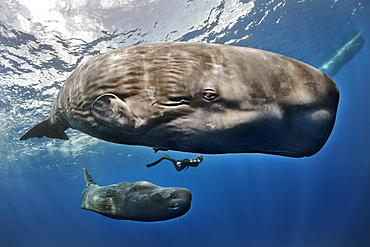 A diver swims between a sperm whale (Physeter macrocephalus) and her cub in the waters of the Caribbean island of Dominica.