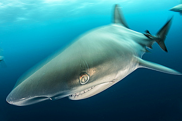 A blacktip shark (Carcharhinus limbatus) swims off the rocky reef of Aliwal Shoal, South Africa