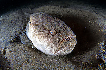 A stargazer fish (Uranoscopus scaber) during a night dive, Italy