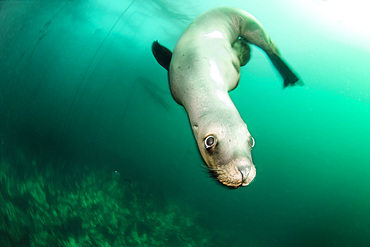 A Steller sea lion (Eumetopias jubatus) speeding in front of the camera, British Columbia, Canada