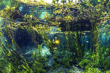 A diver in the dense marsh vegetation of the Corrego Azul river, close to Bonito, Mato Grosso do Sul, Brazil