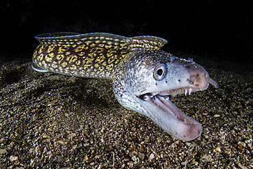 Close up of Mediterranean moray (Muraena helena) hunting at night, Italy