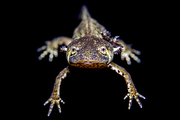 An italian crested newt (Triturus carnifex) swimming calm in the placid waters of Lago Nero, 1730 mt above sea level, only reachable walking