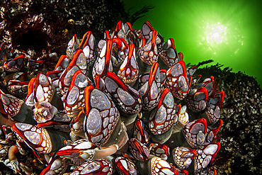 Giant goose-neck barnacle (Pollicipes polymerus) in the rare "red-lips" variant, found in the turbulent waters of the Nakwakto Rapids (Seymour Inlet, BC, Canada), known to feature the strongest currents in the world.