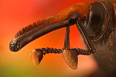 Rhynchophorus ferrugineus or red palm weevil; it is killing all palm trees in Spain,  originary from South east Asia  it is believed it came to Spain in some imported palm trees from Egypt