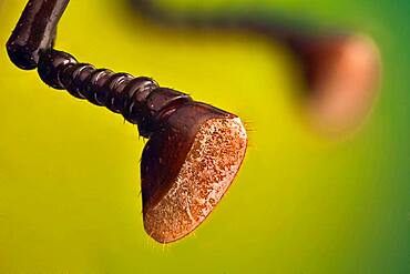 A detail of Rhynchophorus ferrugineus  antennas