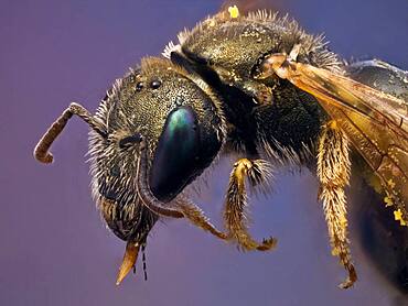 A small metallic bee covered on pollen, it has a parasitic mite on the wing