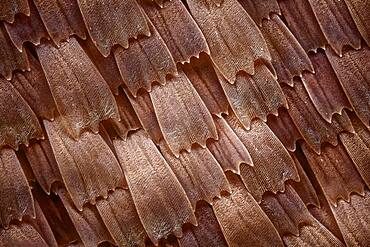 Scales from a butterfly of the Kallima family, these butterflies look like dry leaves; texture of the scales can be apreciatted