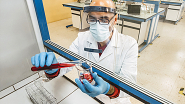 Male scientist in a biosafety cabinet with test tubes in a laboratory. Basque Country, Spain, Europe.