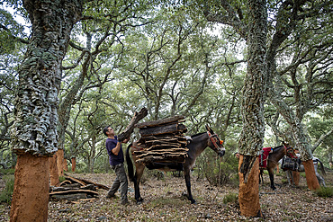 Cork collecting Natural Park Los Alcornocales Cortes de la Frontera Andalusia Malaga Spain