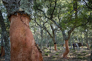 Cork collecting Natural Park Los Alcornocales Cortes de la Frontera Andalusia Malaga Spain