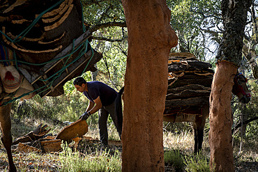 Cork collecting Natural Park Los Alcornocales Cortes de la Frontera Andalusia Malaga Spain