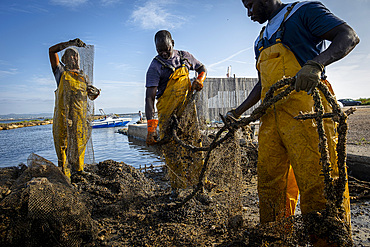 Men collecting mussels. In Fangar Bay mussels and oysters are farmed. Ebro Delta Nature Reserve, Tarragona, Catalonia, Spain.