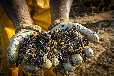 Worker shows mussels dead due to heat wave. In Fangar Bay mussels and oysters are farmed. Ebro Delta Nature Reserve, Tarragona, Catalonia, Spain.