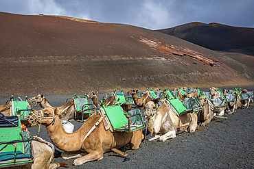 Echadero de Camellos, Camels wait for the next ride with tourists, Timanfaya National Park, Ruta de Los Volcanes, Lanzarote, Spain