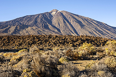 Teide, volcanic rock formations, and retama (Spartocytisus supranubius) in Teide national park, Tenerife, Canary Islands, Spain