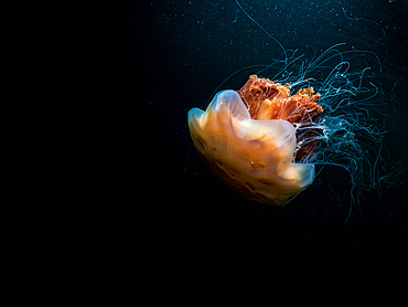 A Lion's mane jellyfish (Cyanea capillata) swimming through black water.