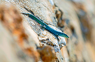 Formentera's sargantane, Icon of the island of Formentera, it is the only species of lizard that lives in the Pitiusan Islands, Spain