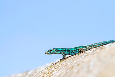 Formentera's sargantane, Icon of the island of Formentera, it is the only species of lizard that lives in the Pitiusan Islands, Spain