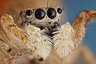 A small jumping spider; these spiders make great hunters, using their very agile jumps giving their preys no time to react