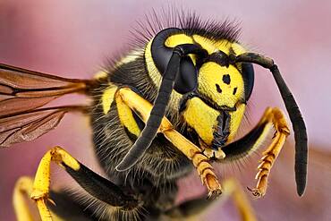 The German wasp has typical wasp colours of black and yellow. It is very similar to the common wasp (Vespula vulgaris), but its face has three tiny black dots.