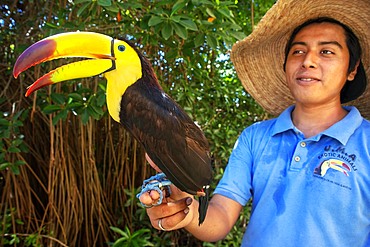 A Mexican staff member holds a tucan at Grand Palladium White Sand Resort and Spa in Riviera Maya, Yucatan Peninsula, Quintana Roo, Caribbean Coast, Mexico