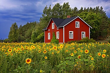 Typical houses and sunflowers field in Korpo or Korppoo island, Korpostrom coast Southwest Finland Turku archipelago. The archipelago ring road or Saariston rengastie is full of things to see, do and do. The Archipelago Trail can be taken clockwise or counter clockwise, starting in the historical city of Turku, and continuing through rural archipelago villages and astonishing Baltic Sea sceneries. The Trail can be taken from the beginning of June until the end of August.