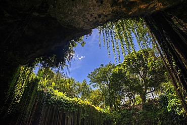 Cenote Ik Kil in Yucatan, Mexico, a natural pit, or sinkhole near Chichen Itza. Yucatan Peninsula, Quintana Roo, Mexico. Ik Kil was sacred to the Mayans who used this cenote for both relaxation and ritual services centuries ago.