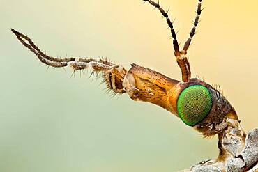 Crane flies are often misidentified as giant mosquitos but they are not related at all. They do have beautiful eyes.