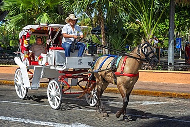 Horse drawn carriages on a city street in front of the plaza grande square, Merida, the capital city of the Yucatan, Mexico Latin America