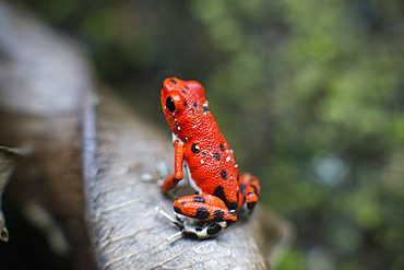 Strawberry Poison Frog (Dendrobates pumilio), adult, Bastimentos National Park, Bocas del Toro, Panama. The strawberry poison frog or strawberry poison-dart frog (Oophaga pumilio or Dendrobates pumilio) is a species of small amphibian poison dart frog found in Central America. It is common throughout its range, which extends from eastern central Nicaragua through Costa Rica and northwestern Panama. The species is often found in humid lowlands and premontane forest, but large populations are also found in disturbed areas such as plantations. The strawberry poison frog is perhaps most famous for its widespread variation in coloration, comprising approximately 15���30 color morphs, most of which are presumed to be true-breeding. O. pumilio, while not the most poisonous of the dendrobatids, is the most toxic member of its genus. The species is most diverse in Panama with varieties in vivid shades of all red, orange, blue, yellow or green, green and yellow, white with red, orange or black and spotted varieties. The most colorful mix is found in Isla Bastimentos Marine National Park though not all in one place. Colors vary by location. A beach on the north side of the island is named after the species. Two of Southern Explorations' Panama tours visit red frog habitat. Both the eight-day Panama Adventure trip and eleven-day Panama Highlights trip spend time in Isla Bastimentos Marine National Park and the former also goes to Red Frog Beach.
The red frog is not as poisonous as some of its cousins and is not a threat to humans. It subsists on a diet of ants that dine on poisonous plants, providing the red frog its protective skin toxin. Males attract females with a loud quick chirp. To hear the distinctive sound before you depart on your Panama tours, go to the University of Michigan Museum's biodiversity website (www.animaldiversity.ummz.umich.edu.) After birth, the tadpoles climb aboard the mother who deposits them in different protected areas where she retu