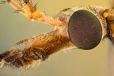 Tipula is a very large insect genus in the fly family Tipulidae. They are commonly known as crane flies or daddy longlegs. Worldwide there are well over a thousand species.