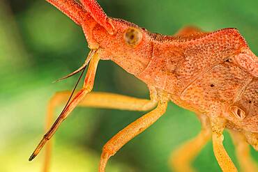 The Coreidae are a large family of predominantly sap-sucking insects in the Hemipteran suborder Heteroptera.