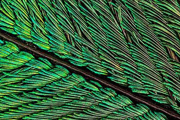 Peacock tail feathers are pigmented brown, but their microscopic structure makes them also reflect blue, turquoise, and green light, and they are often iridescent.